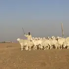 للبيع رخال حرش حريات العدد 21 باالفحل وأغلبها مقرعات تو