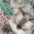 قطط هملايا