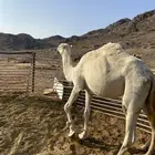 ناقة وضحى للبيع