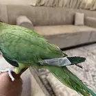 انثى درة أليفة