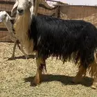 للبيع خروف نجدي مشروط