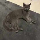 سكوتش ستريت بيور ذكر سنه و 4 شهور