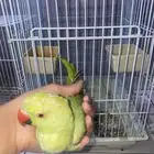 ببغاء درة