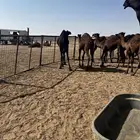 حشو