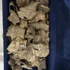 للبيع عود طبيعي