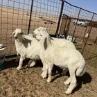 خرفان حريات