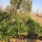 مزرعة للإيجار