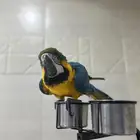 مكاو