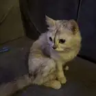 قطه لتبني لعمر 5 شهور