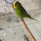 انثى بادجي
