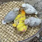 فروخ روز هولنديه للبيع