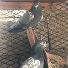 حمام باكستاني