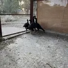 دجاج شامو مع بكستاني