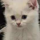 قط سكوتش فولد للبيع