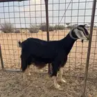 عنز خلفه
