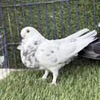 محاكر سلاكات وحمام للبيع