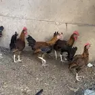 دجاج ديوك