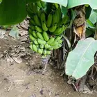 بيع شتلات موز والسعر على حسب الحجم