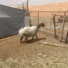 نعميه حايل فل شحم