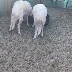 طليان سواكن مرباه حول 4شهور