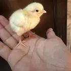 صوص دجاج صغير للبيع