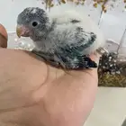 فرخ كويكر غر ( تم البيع )