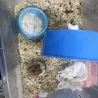هامستر سوري عمره 5 شهور  مع اغراضه