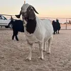 تيس بورقوت دم صافي