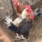 ديكهالعدد4