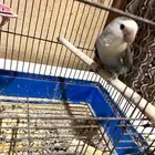روز انثى تربيه