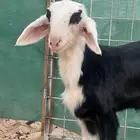 دواغير خرفان نجد