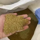 بذر برسيم حساوي نضيف