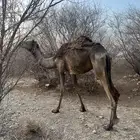 بكره رباع