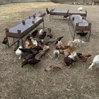 دجاج مهجن