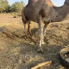 جمل فحل