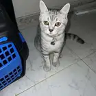 قط مع أغراضها ب100