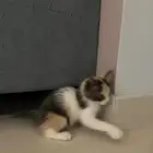 قطه لتبني