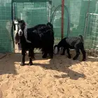 عنز عارضيه تحتها جفره سلم