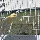 انثى كناري للبيع