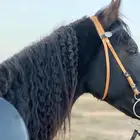 حصان ادهم شيخخ