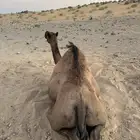 ناقة حايل عدلة برية للبيع  القريات  طريف  طبرجل