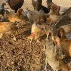 دجاج  صوص للبيع