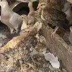 صوص دجاج بلدي