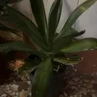 اشجار زينة صبارات