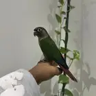 قرين شيك تم بيع