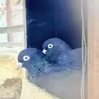 حمام قطيفي . مصري   كنق