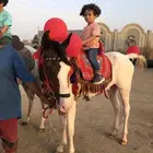 إيجار سيسي بوني خيل