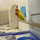 اجواز روز