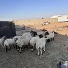 غنم نعيم رغث