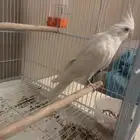 كروان للبيع